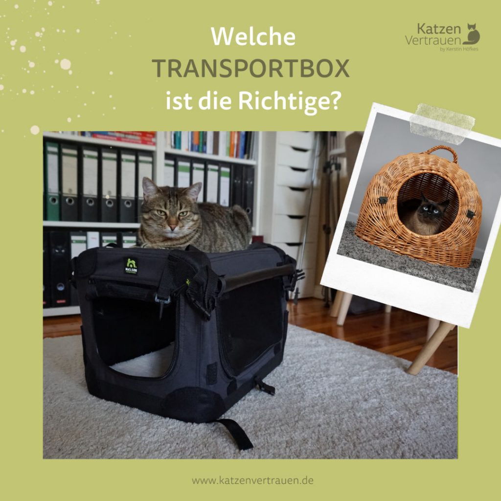 Katze Miaut In Transportbox