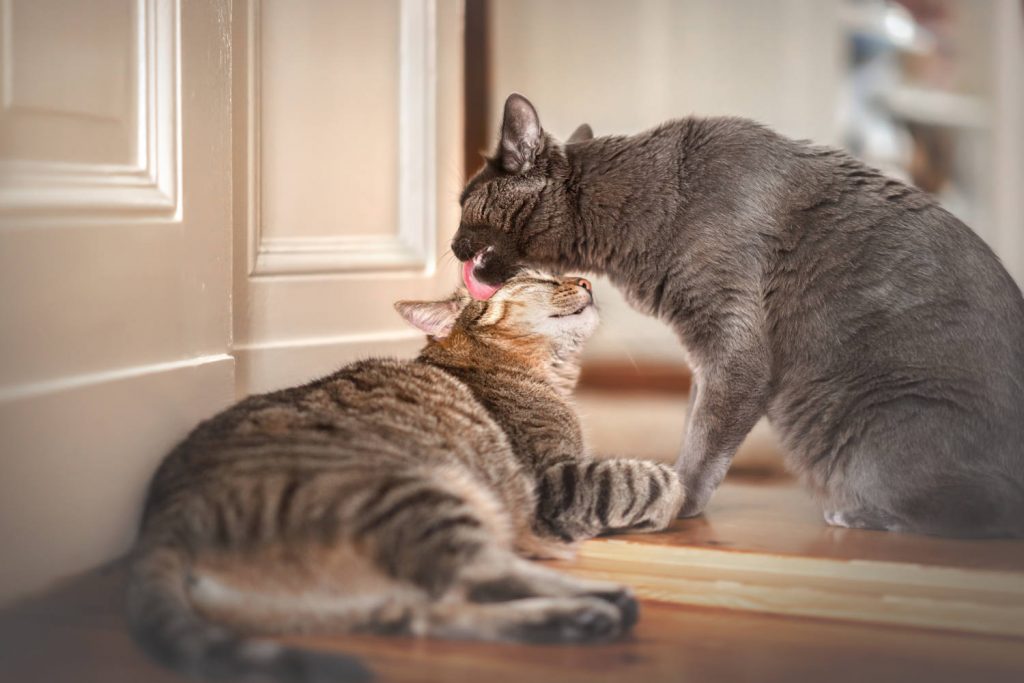 katzenzusammenfuehrung