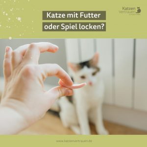 katzen-locken