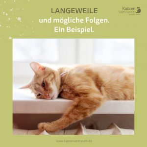 langeweile-bei-katzen