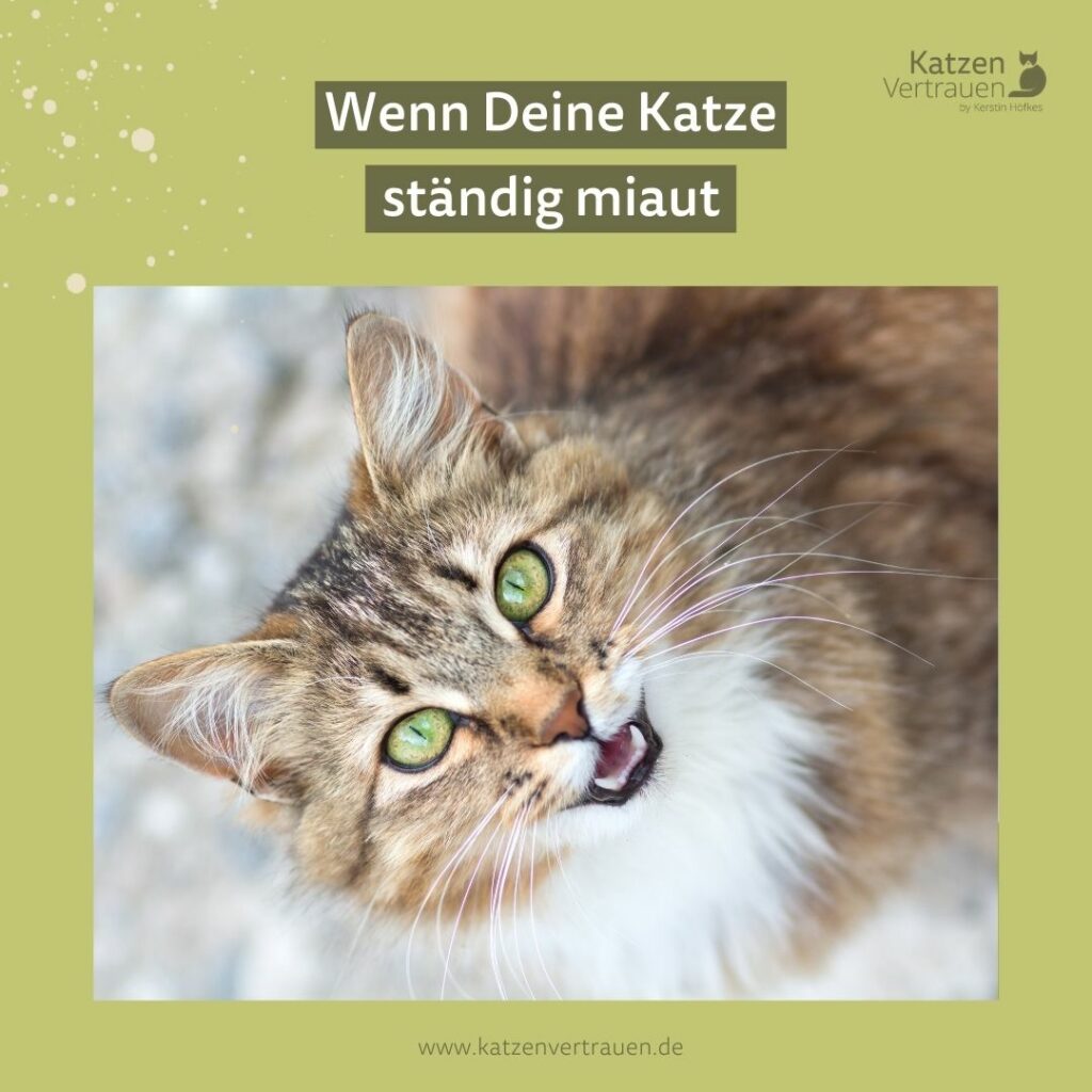 Wenn Deine Katze ständig miaut