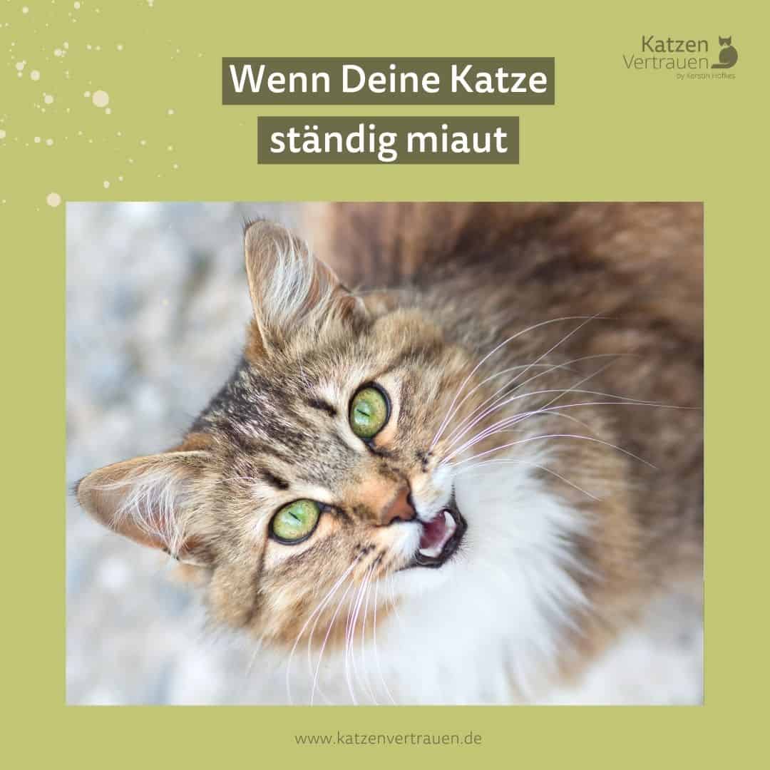 Katze Miaut Wenn Man Sie Hochnimmt