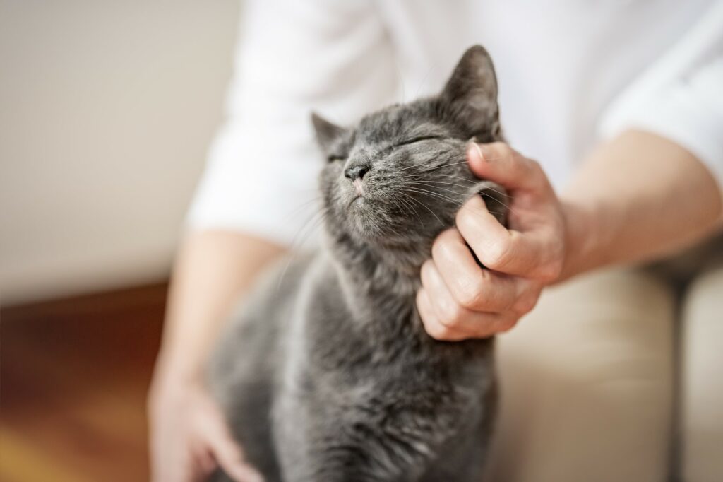 Katze geniesst das Streicheln