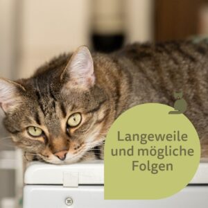Eine getigerte Katze liegt auf weißem Untergrund und schaut gelangweilt