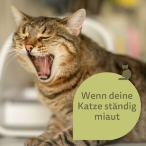 Eine getigerte Katze miaut auffordernd