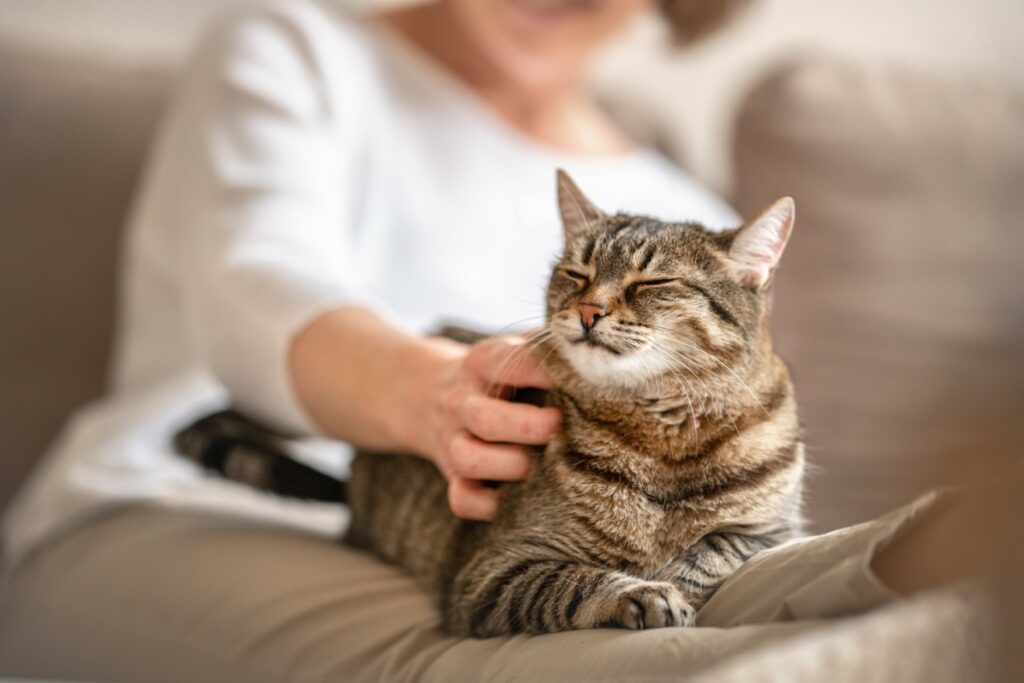 Glueckliche Katze