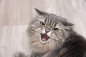 Eine grau-getigerte Langhaarkatze schaut den Betrachter grimmig an und faucht abwehrend.